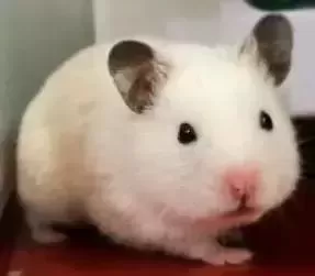 叙利亚老鼠阵容搭配　猫和老鼠鼠方最强阵容-第35张