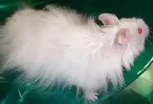 叙利亚老鼠阵容搭配　猫和老鼠鼠方最强阵容-第33张