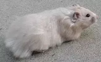 叙利亚老鼠阵容搭配　猫和老鼠鼠方最强阵容-第34张