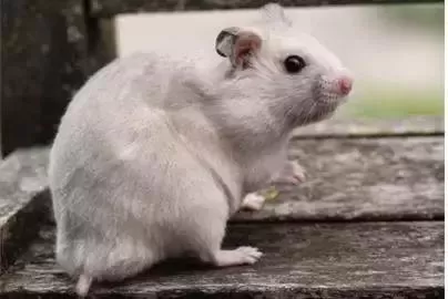 叙利亚老鼠阵容搭配　猫和老鼠鼠方最强阵容-第37张