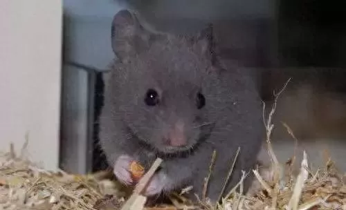 叙利亚老鼠阵容搭配　猫和老鼠鼠方最强阵容-第36张