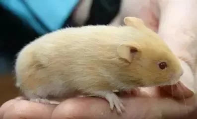 叙利亚老鼠阵容搭配　猫和老鼠鼠方最强阵容-第40张