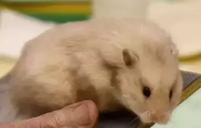 叙利亚老鼠阵容搭配　猫和老鼠鼠方最强阵容-第39张