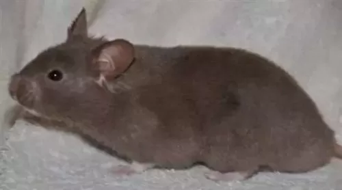 叙利亚老鼠阵容搭配　猫和老鼠鼠方最强阵容-第41张