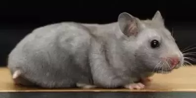 叙利亚老鼠阵容搭配　猫和老鼠鼠方最强阵容-第42张