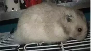 叙利亚老鼠阵容搭配　猫和老鼠鼠方最强阵容-第45张