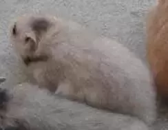 叙利亚老鼠阵容搭配　猫和老鼠鼠方最强阵容-第46张