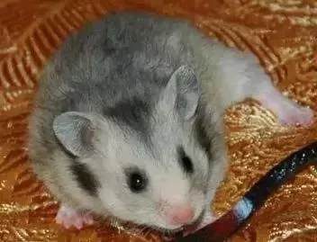 叙利亚老鼠阵容搭配　猫和老鼠鼠方最强阵容-第49张