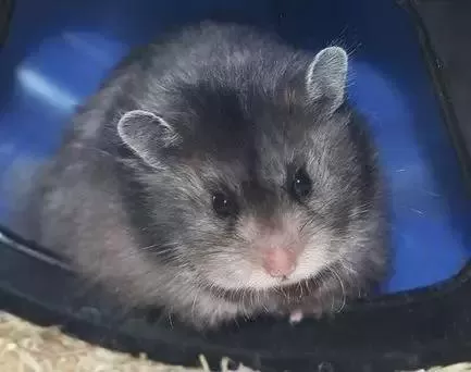 叙利亚老鼠阵容搭配　猫和老鼠鼠方最强阵容-第50张