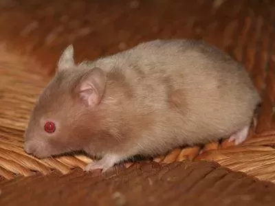 叙利亚老鼠阵容搭配　猫和老鼠鼠方最强阵容-第51张