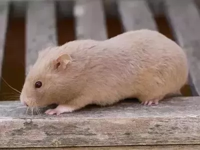 叙利亚老鼠阵容搭配　猫和老鼠鼠方最强阵容-第52张