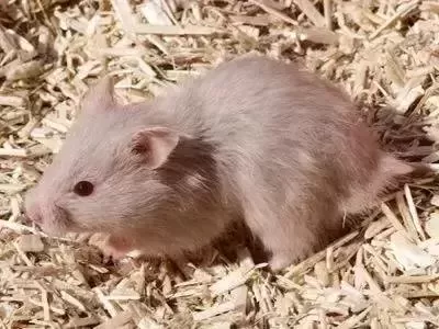 叙利亚老鼠阵容搭配　猫和老鼠鼠方最强阵容-第55张