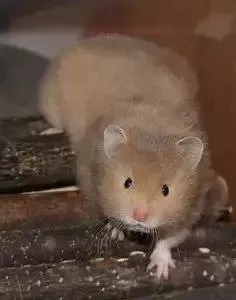 叙利亚老鼠阵容搭配　猫和老鼠鼠方最强阵容-第53张