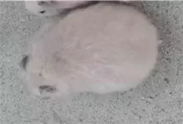 叙利亚老鼠阵容搭配　猫和老鼠鼠方最强阵容-第57张