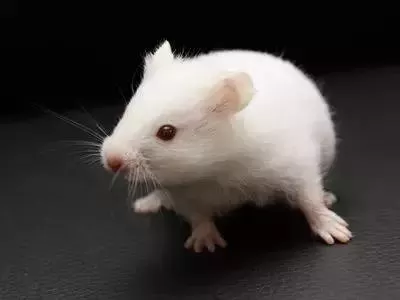 叙利亚老鼠阵容搭配　猫和老鼠鼠方最强阵容-第56张