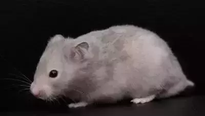 叙利亚老鼠阵容搭配　猫和老鼠鼠方最强阵容-第59张