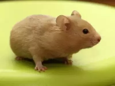 叙利亚老鼠阵容搭配　猫和老鼠鼠方最强阵容-第61张