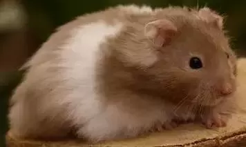 叙利亚老鼠阵容搭配　猫和老鼠鼠方最强阵容-第60张