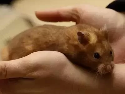 叙利亚老鼠阵容搭配　猫和老鼠鼠方最强阵容-第62张
