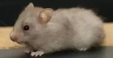 叙利亚老鼠阵容搭配　猫和老鼠鼠方最强阵容-第66张