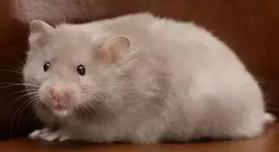 叙利亚老鼠阵容搭配　猫和老鼠鼠方最强阵容-第65张