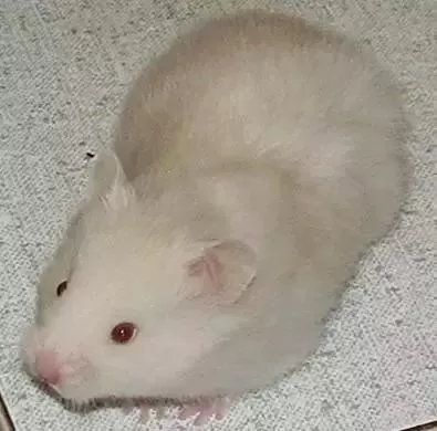 叙利亚老鼠阵容搭配　猫和老鼠鼠方最强阵容-第64张