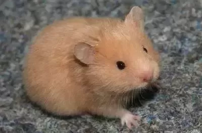叙利亚老鼠阵容搭配　猫和老鼠鼠方最强阵容-第67张