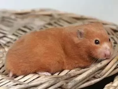 叙利亚老鼠阵容搭配　猫和老鼠鼠方最强阵容-第68张