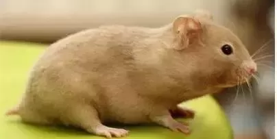 叙利亚老鼠阵容搭配　猫和老鼠鼠方最强阵容-第70张