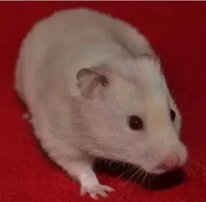 叙利亚老鼠阵容搭配　猫和老鼠鼠方最强阵容-第73张