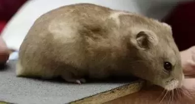 叙利亚老鼠阵容搭配　猫和老鼠鼠方最强阵容-第72张