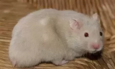叙利亚老鼠阵容搭配　猫和老鼠鼠方最强阵容-第71张