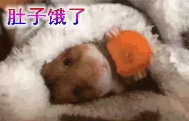 叙利亚老鼠阵容搭配　猫和老鼠鼠方最强阵容-第75张