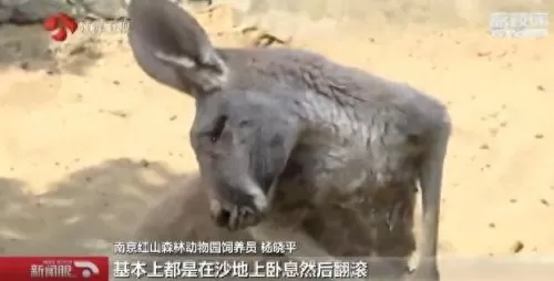 合金袋鼠搭配阵容图　班凯罗当选年度最佳新秀-第2张