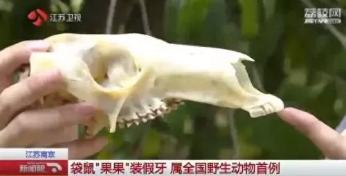 合金袋鼠搭配阵容图　班凯罗当选年度最佳新秀-第3张
