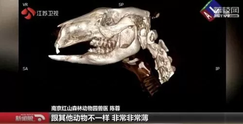 合金袋鼠搭配阵容图　班凯罗当选年度最佳新秀-第4张