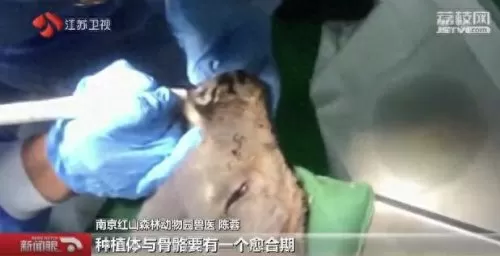合金袋鼠搭配阵容图　班凯罗当选年度最佳新秀-第6张