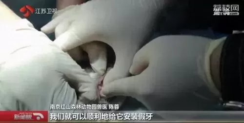 合金袋鼠搭配阵容图　班凯罗当选年度最佳新秀-第7张
