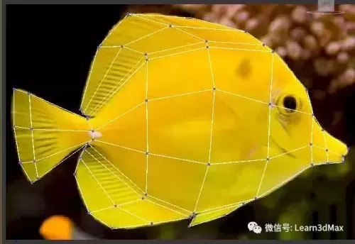 3ds动森怎么展示鱼　动森鱼全图鉴-第16张