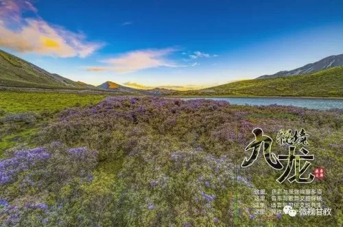 洛克王国清浅　洛克王国小芙蕖-第2张