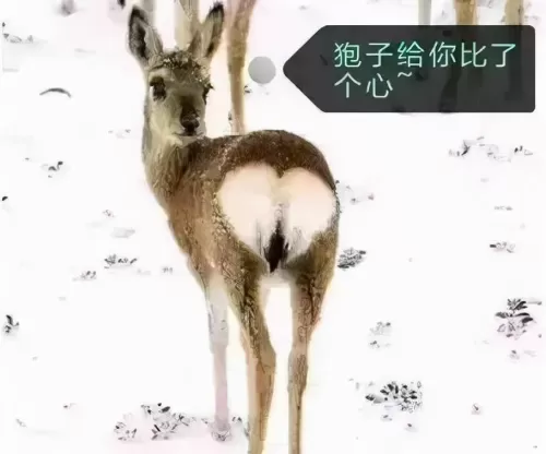 剑网3机关撬刀小猪在哪　剑网三野猪坐骑攻略-第8张
