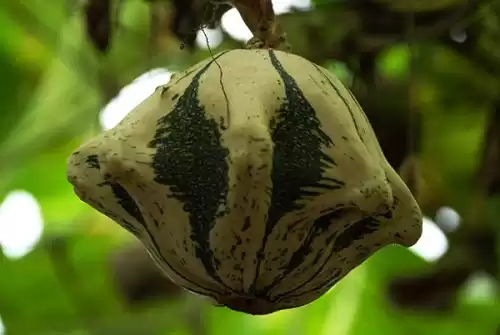 植物大战僵尸飞碟瓜在哪个岛获得　植物大战僵尸2飞碟瓜好用吗-第2张