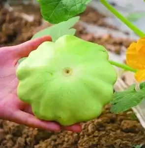 植物大战僵尸飞碟瓜在哪个岛获得　植物大战僵尸2飞碟瓜好用吗-第4张