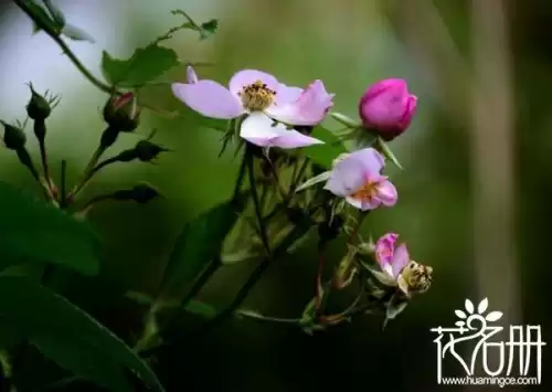 野蔷薇是什么意思　野蔷薇代表什么女人-第1张