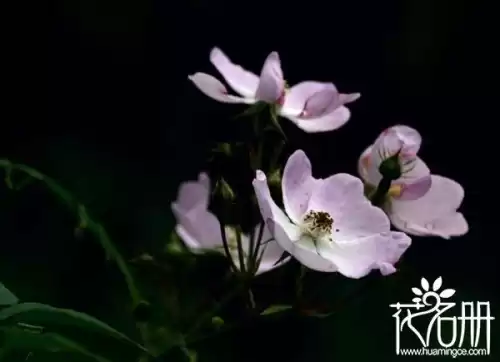野蔷薇是什么意思　野蔷薇代表什么女人-第3张