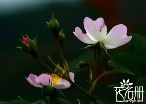 野蔷薇是什么意思　野蔷薇代表什么女人-第2张