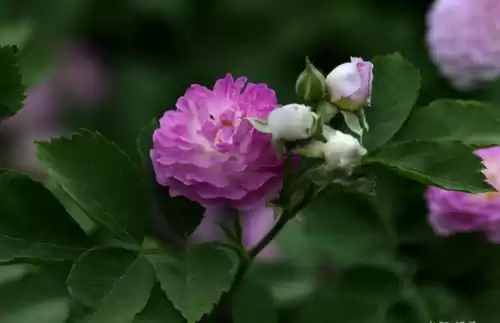野蔷薇是什么意思　野蔷薇代表什么女人-第5张