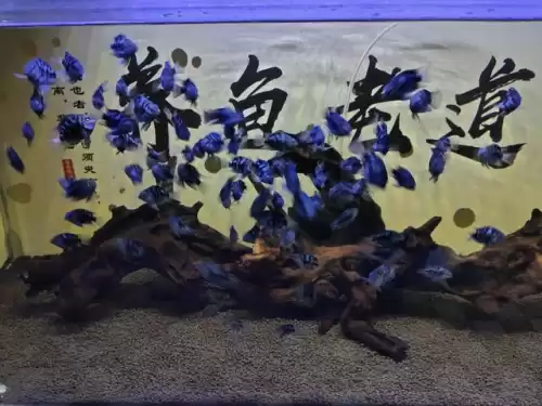 迷你世界有多少种鱼　迷你世界养的鱼不见了-第2张