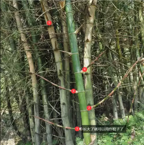 打柭儿是什么游戏　打喯儿是什么意思-第2张