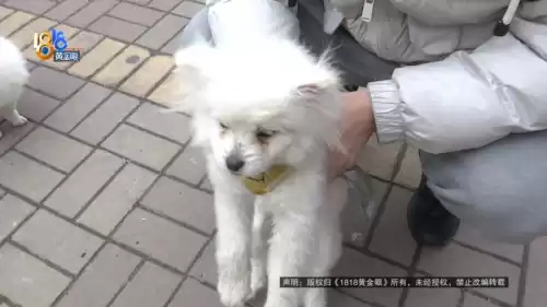 骨头镇手游怎么没法操作　骨头镇任务有多少-第4张
